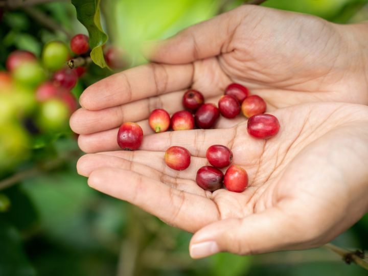 Photo of freshly picked coffee beans at a partner farm