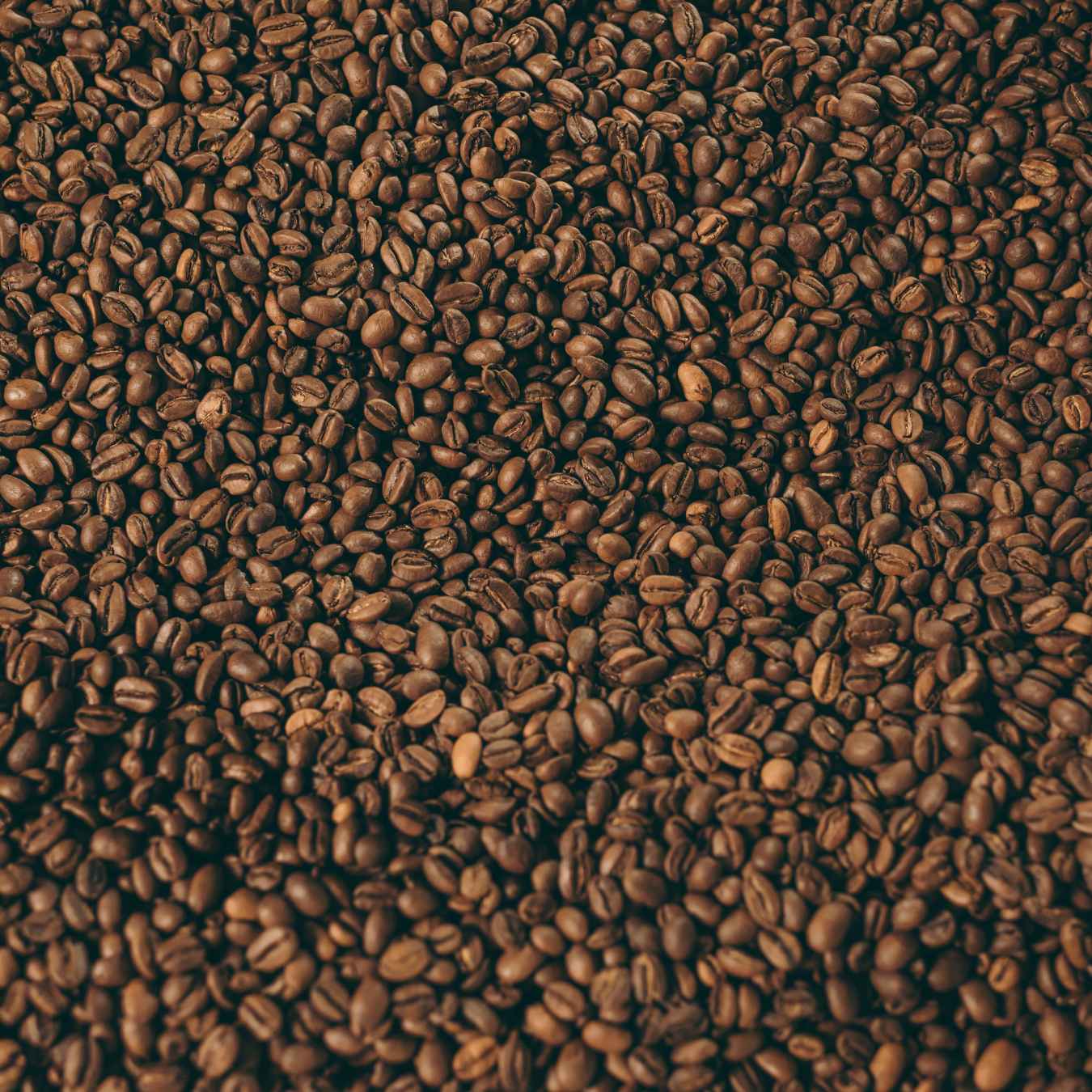 Image of freshly roasted coffee beans