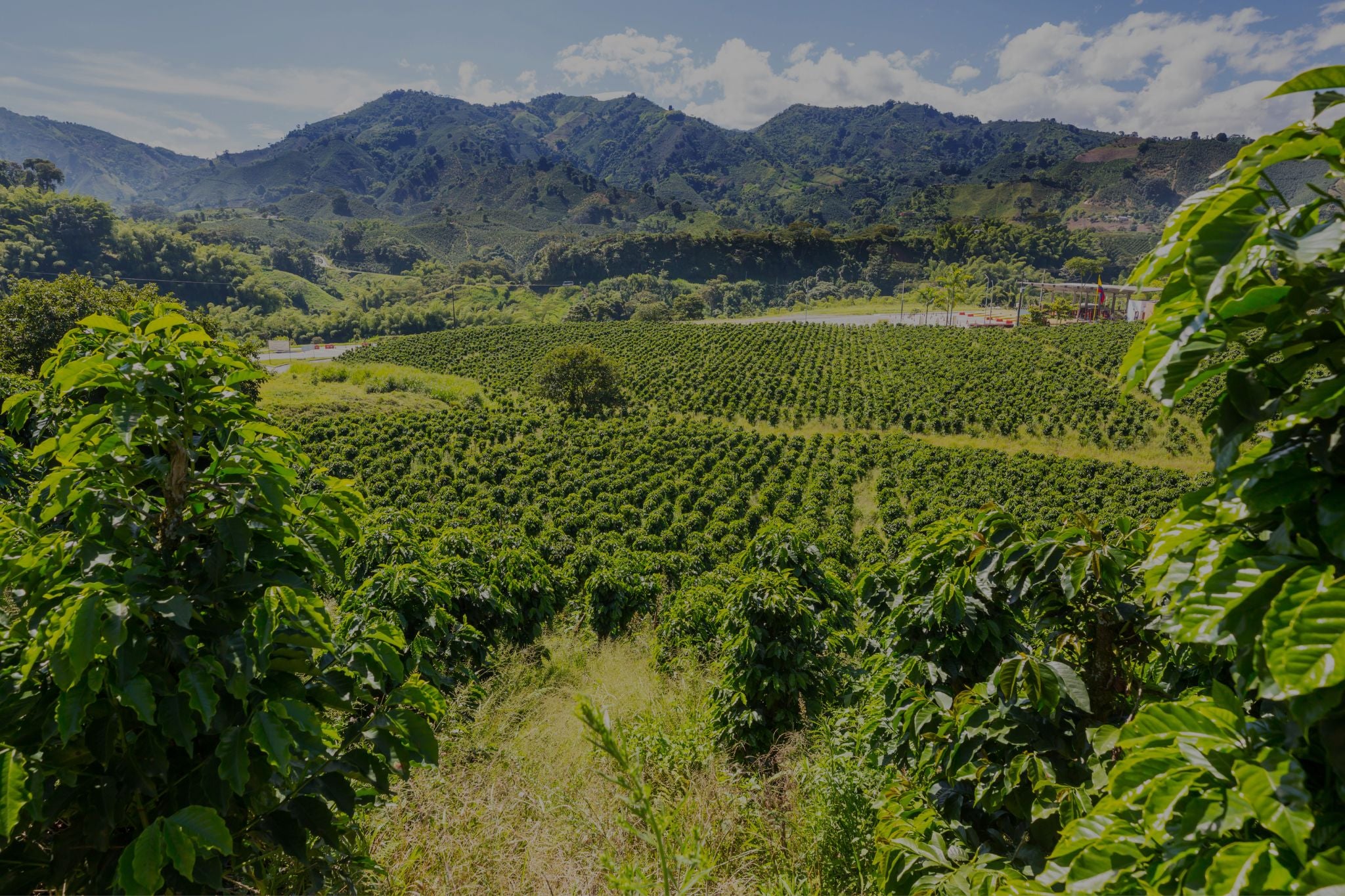 Coffee field at Finca La Meseta