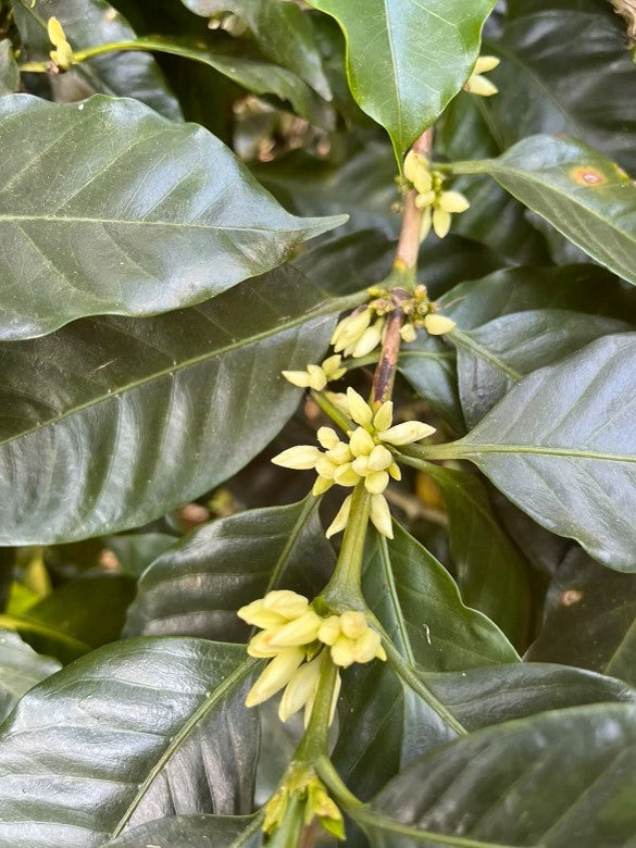 Coffee plant in the early growth stages