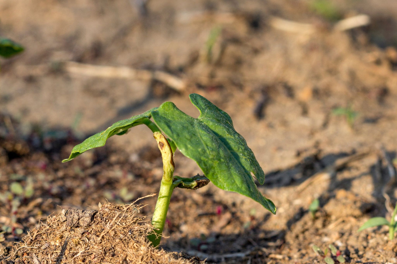 Photo of a mature coffee plant