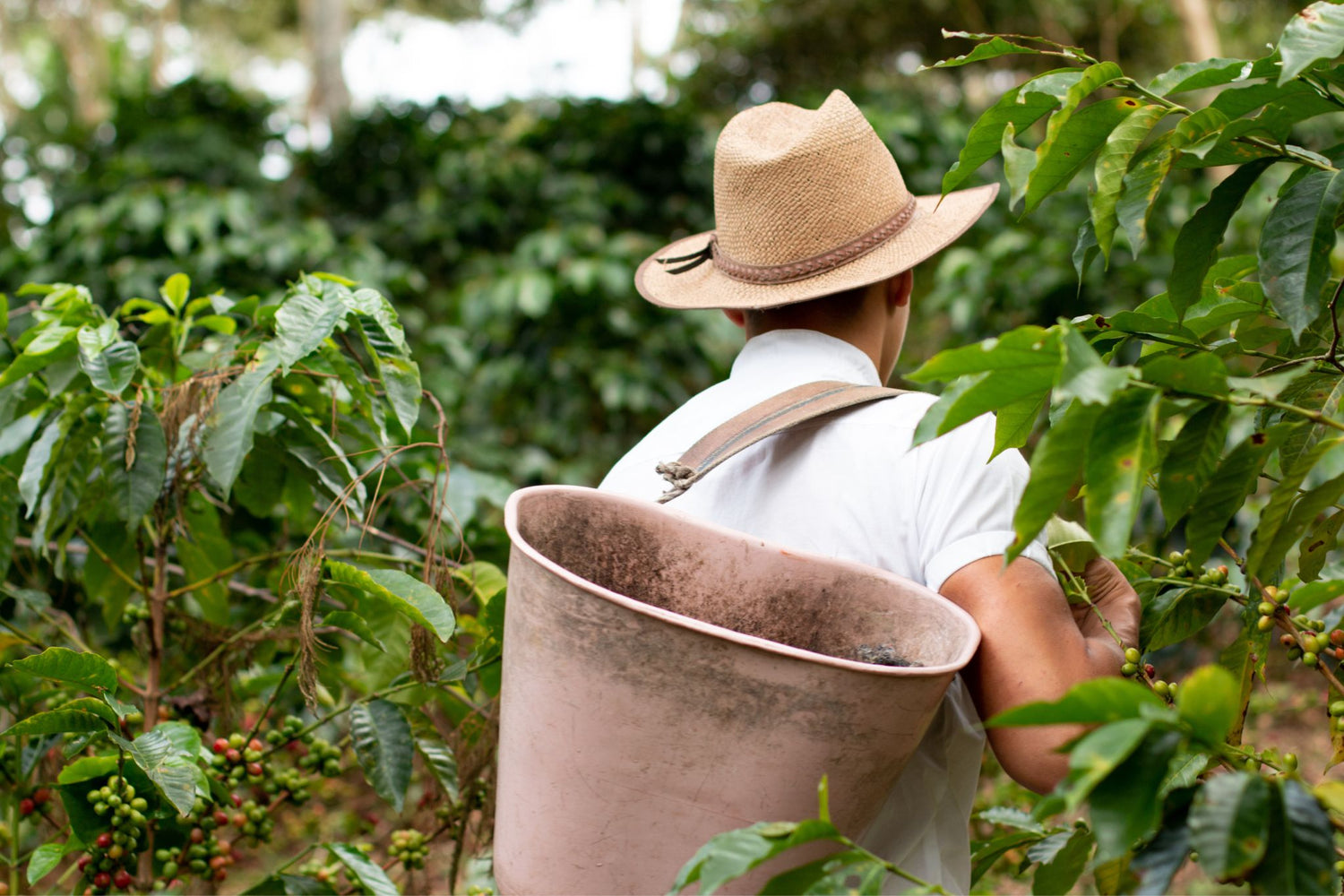 Coffee farmer collecting coffee cherries at Finca La Meseta