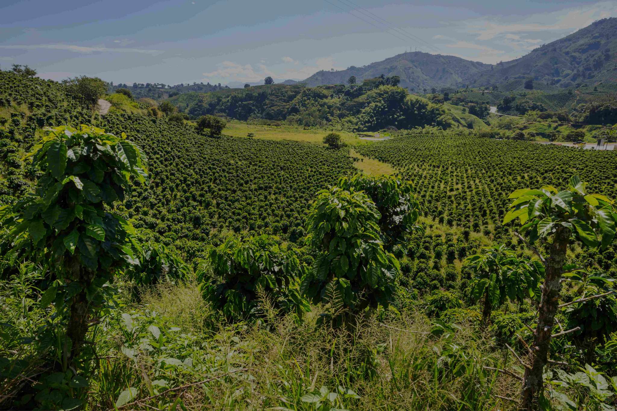 Photo of Finca La Meseta coffee field